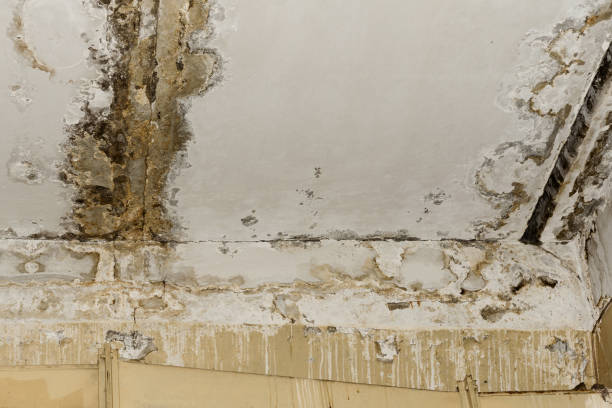 Why You Should Choose Our Mold Remediation Services in Placeholder8